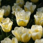 Květák k večeři: Fitness recepty, které musíte zkusit